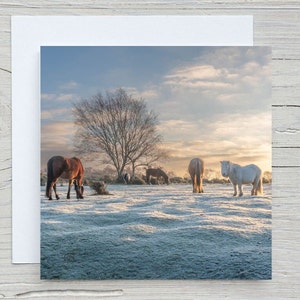 The New Forest, blanco fotowenskaart, 'Frosted Sunrise, Godshill' Carbon Captured Woodland Trust. Afdrukken beschikbaar.