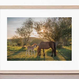 The New Forest, print in mount &#39;New Forest mare and foal at sunset&#39; photo by Claire at Bramble and Beach
