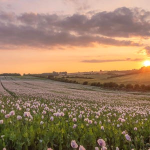 Carte de voeux vierge avec photo du Wiltshire, « Coquelicots roses au coucher du soleil », Carte capturée au carbone, impression Woodland Trust également disponible.  Image la plus vendue !