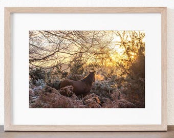 May include: A brown horse stands in a field of tall grass and trees. The sun is shining through the trees, creating a warm glow. The horse is looking towards the sun, and its mane is blowing in the wind.