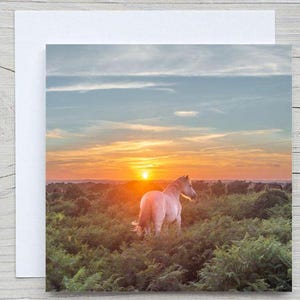The New Forest, carte de voeux vierge avec photo, carte de capture de carbone « Poney blanc au coucher du soleil, Hampton Ridge » avec Woodland Trust. Impression disponible.