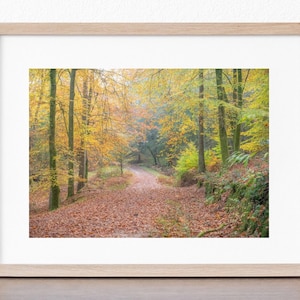 The New Forest Print in a cream mount &#39;Autumn walk, Godshill Wood’ photo by Claire at Bramble and Beach