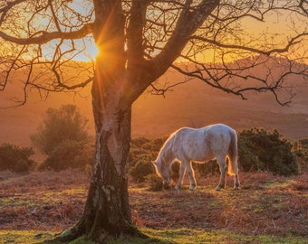 The New Forest, Print in mount &#39;Pony at Sunrise&#39; photo by Claire at Bramble and Beach