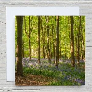 Carte de voeux vierge avec photo de New Forest, Hampshire, « jacinthes des bois et hêtre ». Carte de capture de carbone Woodland Trust. Impression disponible.