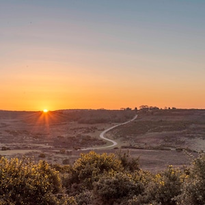 Carte de voeux New Forest « Ashley Walk Sunrise, New Forest ». Imprimé dans le Hampshire sur carte avec capture carbone avec Woodland Trust.