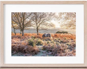 May include: A white and brown horse grazes in a field of frosted ferns and trees. The sun shines through the trees, casting a warm glow on the scene.