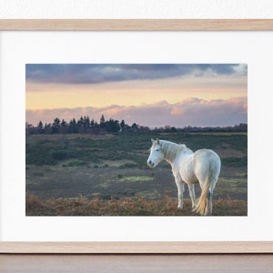 The New Forest Print in ivory mount &#39;Pony at dusk, Ashley Walk&#39; - photo by Claire at Bramble and Beach, 7x5