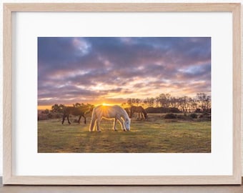 New Forest Ponies Sunset Photo Print: Matted Wall Art