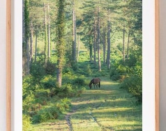 The New Forest, Print in ivory mount &#39;New Forest Pony at Pitts Wood, Godshill&#39; - photo by Claire at Bramble and Beach. 6x4, 7x5.