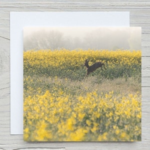 Cartão de felicitações em branco com foto da New Forest, 'Roe deer in rapeseed, Breamore', cartão capturado pela Hampshire Carbon Woodland Trust. Impressão disponível.