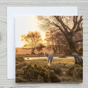 New Forest Square-wenskaart, 'Pony bij zonsopgang' Carbon Captured-kaart, Woodland Trust. Bedrukking ook beschikbaar.