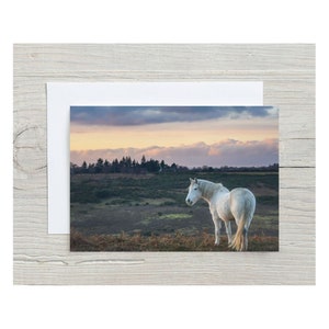 The New Forest, Cartão de felicitações A5, 'Pony At Dusk, Ashley Walk'