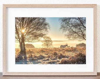 May include: A white horse stands in a field of tall grass with frost on it. The sun is shining through the trees in the background, creating a misty, ethereal atmosphere.