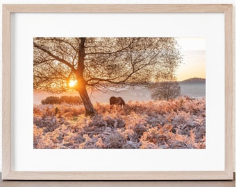 May include: A lone horse grazes in a field of frosted ferns at sunrise. The sun shines through the branches of a bare tree in the background.