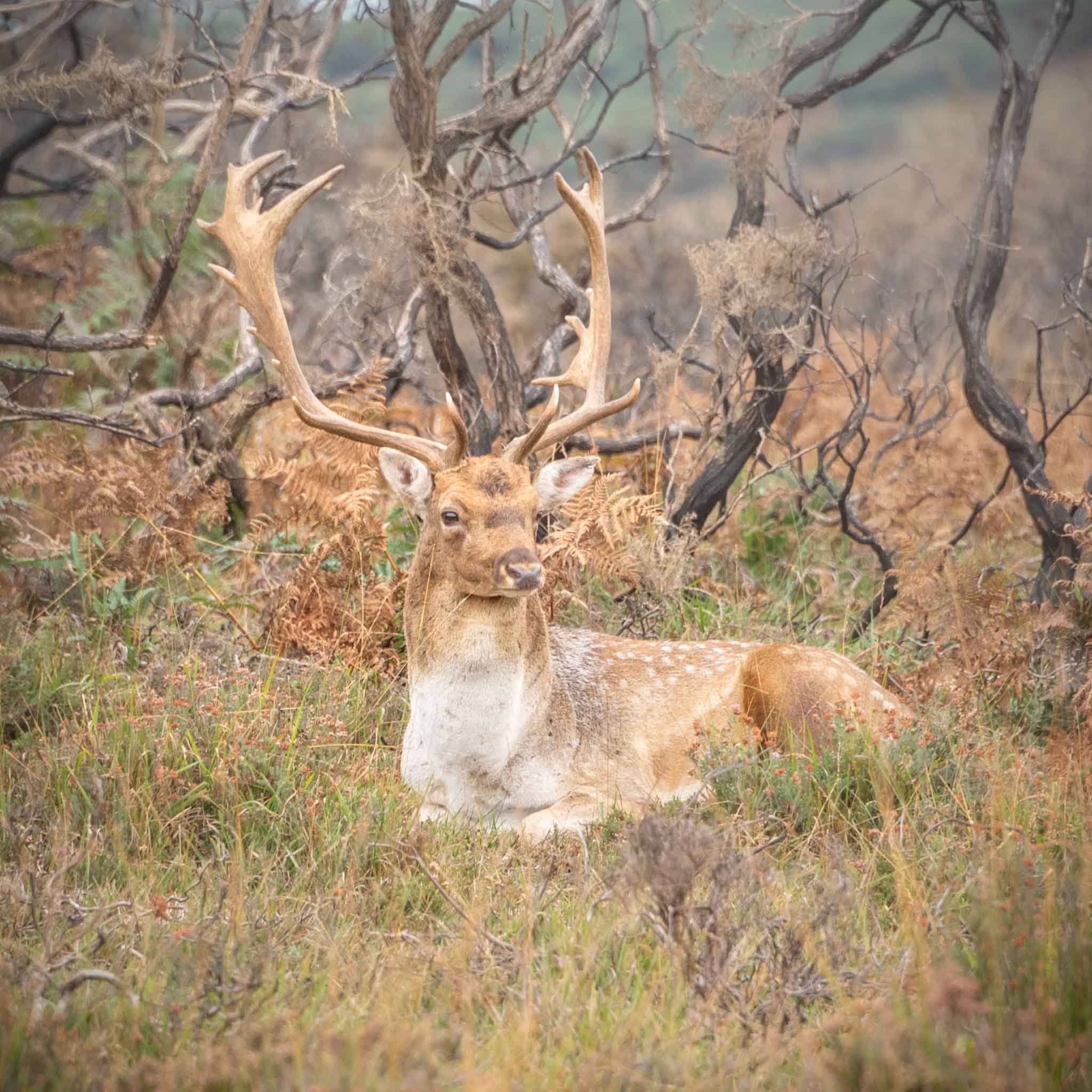 The New Forest, photo print in ivory mount 'Fallow Buck' - New Forest, Hampshire wall art, Available as a canvas. Free postage
