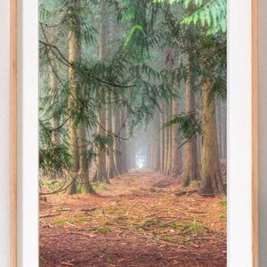 The New Forest, stampa su supporto 'New Forest Magical Trees' 6x4, 7x5, 10x8 Disponibile come tela. Spedizione gratuita