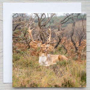 May include: A fallow deer with large antlers lies in a field of brown and green grass. The deer has a white patch on its chest and brown spots on its body. The background is a blurred image of trees and bushes.