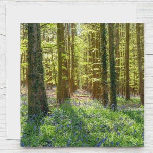 Carte de voeux vierge avec photo de New Forest, Hampshire, « jacinthes des bois et forêt de hêtres ». Carte de capture de carbone Woodland Trust. Impression disponible.