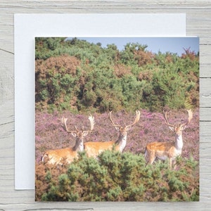 Tarjeta de felicitación en blanco de New Forest «Gansos en barbecho en brezo», Hampshire, capturada con carbono, Woodland Trust. Disponible para impresión y lienzo.