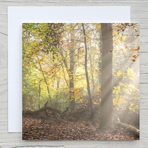 Tarjeta de felicitación de New Forest Square, "Rayos de sol otoñales". Tarjeta con captura de carbono, Woodland Trust. En blanco con sobre. También disponible impresión.