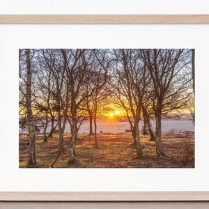The New Forest, 6x4 Print in mount &#39;Godshill Sunrise, New Forest&#39; photo by Claire at Bramble and Beach