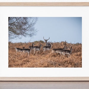 The New Forest, 6x4 Print in mount &#39;Stag and Herd&#39;, photo by Claire at Bramble and Beach