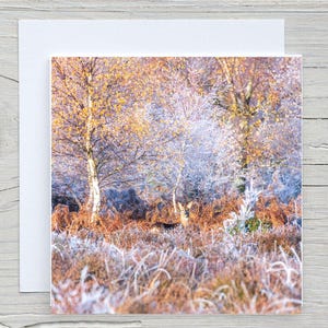 The New Forest, vierkante wenskaart, 'Frosted deer, Hale Purlieu' op carbonkaart met de Woodland Trust.  Bedrukking ook beschikbaar.