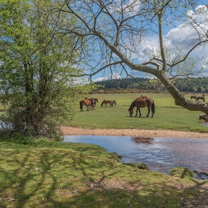 The New Forest Print in mount &#39;New Forest ponies at Dockens Water in Summer&#39; photo by Claire Bramble and Beach 6x4, 7x5