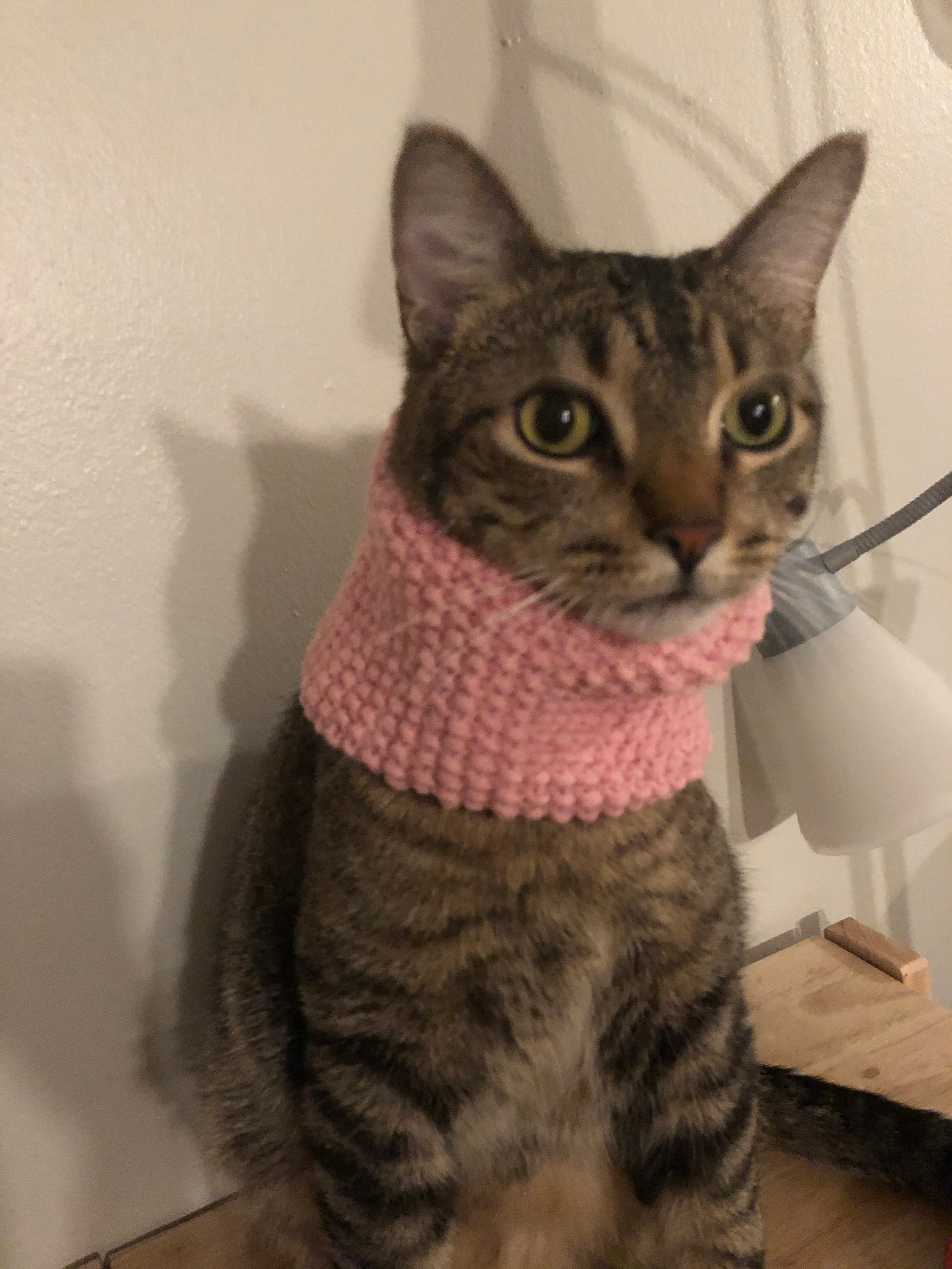 Pet snood neck warmer ear warmer for small dog or large cat Etsy