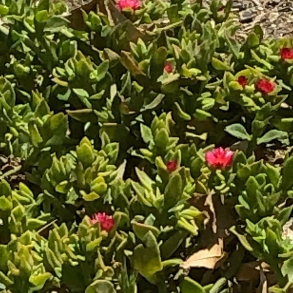 Baby Sun Rose, Red Apple Aptenia, Ice Plant CUTTINGS(NO ROOTS)