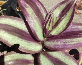 Tradescantia Zebrina Burgundy / Inch Plant / Zebra Plant / Wandering Dude Plant Cuttings or Rooted Plant