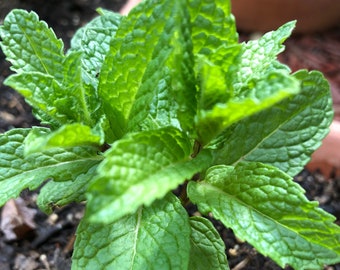 Rooted Spearmint Plants - 3 Pack Live Rooted STARTER plant