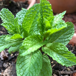 May include: A close-up of a green mint plant growing in a pot. The plant has several leaves with a textured surface.