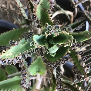 May include: A close-up of a green succulent plant with small, curled leaves. The leaves have a reddish-brown edge and are arranged in a spiral pattern.