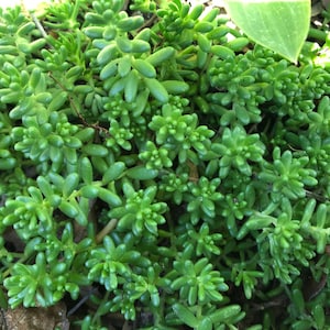 Sedum Album White Stonecrop Groundcover Rooted Plant or CUTTINGS (No Roots)