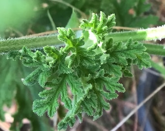 Citronella Plant Mosquito plant Scented Geranium Rooted or Cutting ( no roots)