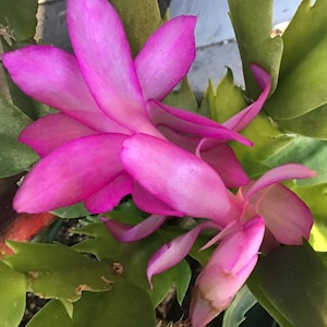 Dark Pink Thanksgiving Cactus: Rooted Holiday Plant