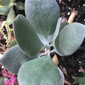 Kalanchoe Bracteata,Silver Teaspoons, Silver spoons, Rooted 4” plant