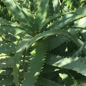 May include: Close-up of an aloe vera plant with thick, green, spiky leaves. The edges of the leaves have small, yellow-colored teeth. The plant is in direct sunlight, and the background is blurred.