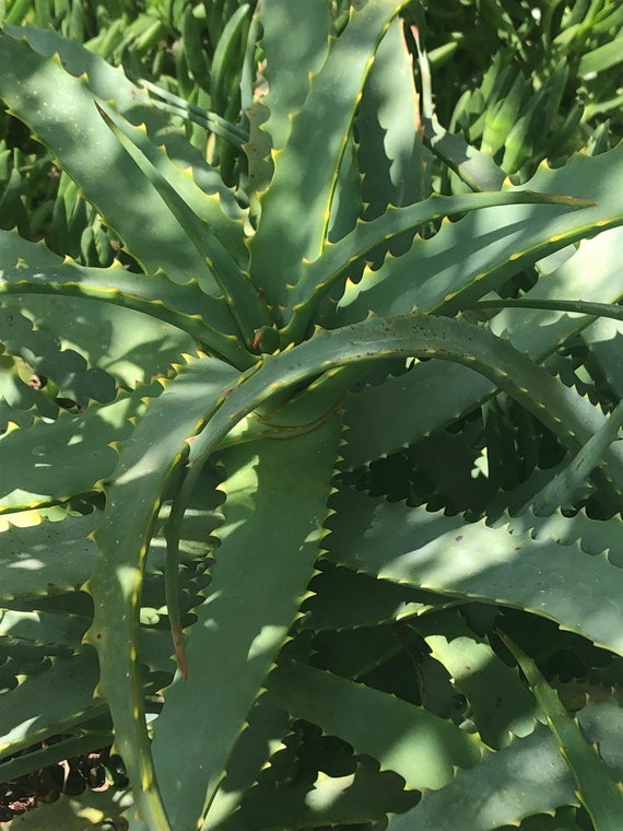 Rooted Aloe Arborescens Plant: Candelabra Aloe, Drought Tolerant