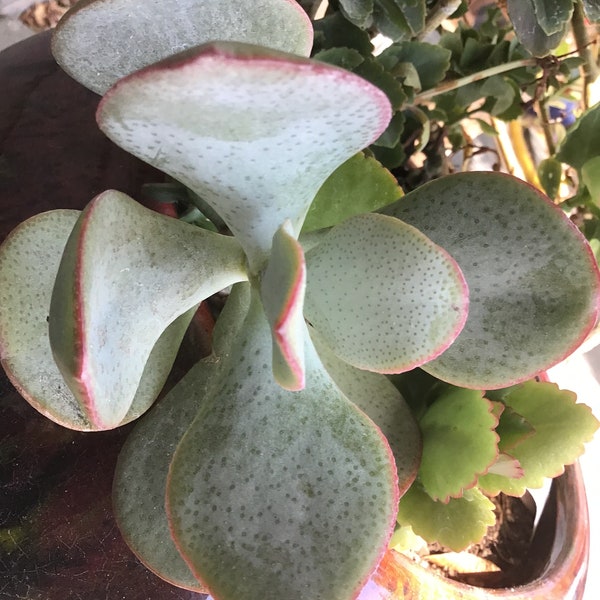 Silver Dollar Jade, Crassula Arborescens, Chinese Jade, Rooted Plant