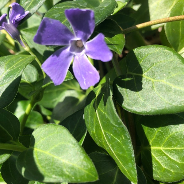 Periwinkle ,Vinca Minor ,LIVE plant OR CUTTING