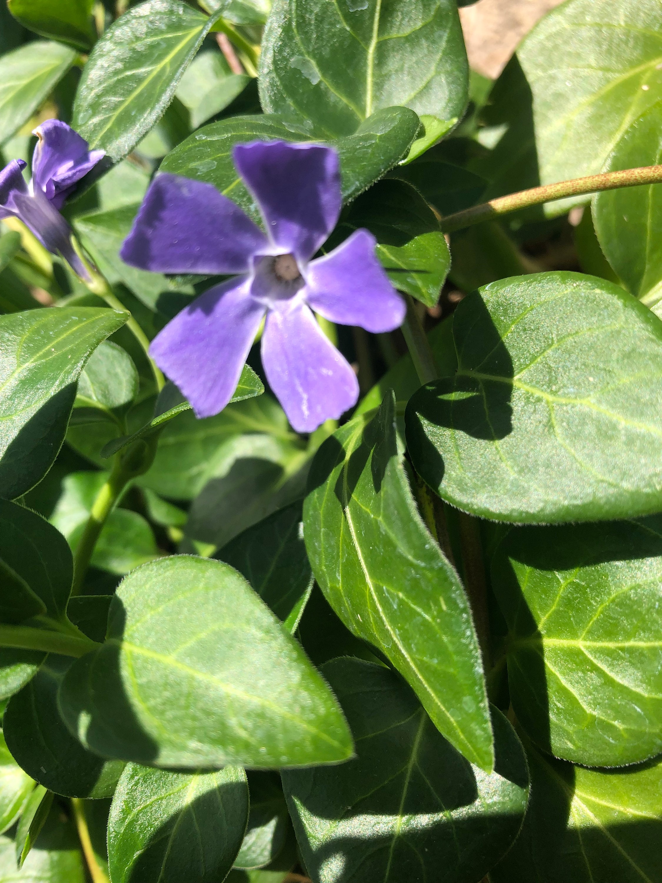 Periwinkle ,vinca Minor ,LIVE Plant OR CUTTING Etsy
