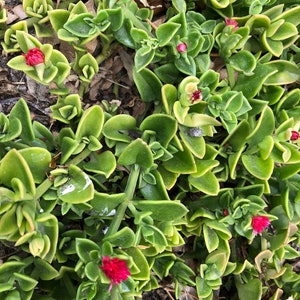 Baby Sun Rose, Red Apple Aptenia, Ice Plant