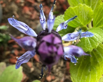 Scaredy Cat Plant Rooted Or Cutting : Coleus Caninus, Cat Repellent