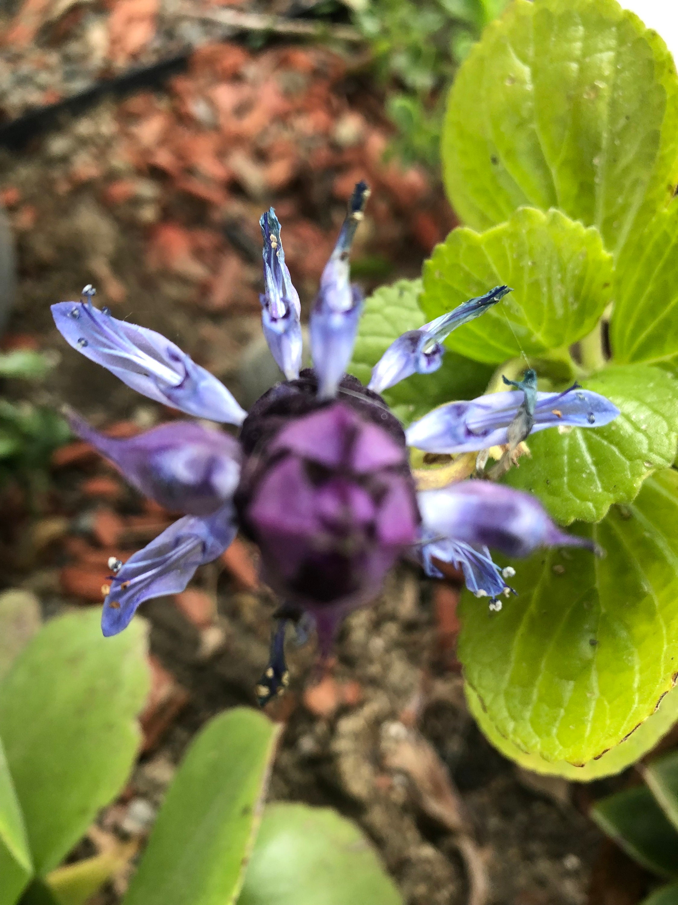 Scaredy Cat Plant Plectranthus caninus Coleus canina Live -  Portugal