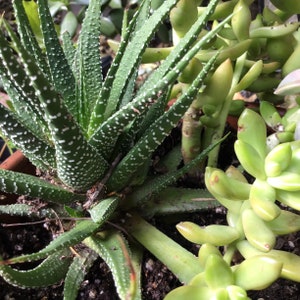 Zebra Plant / Haworthiopsis Attenuata