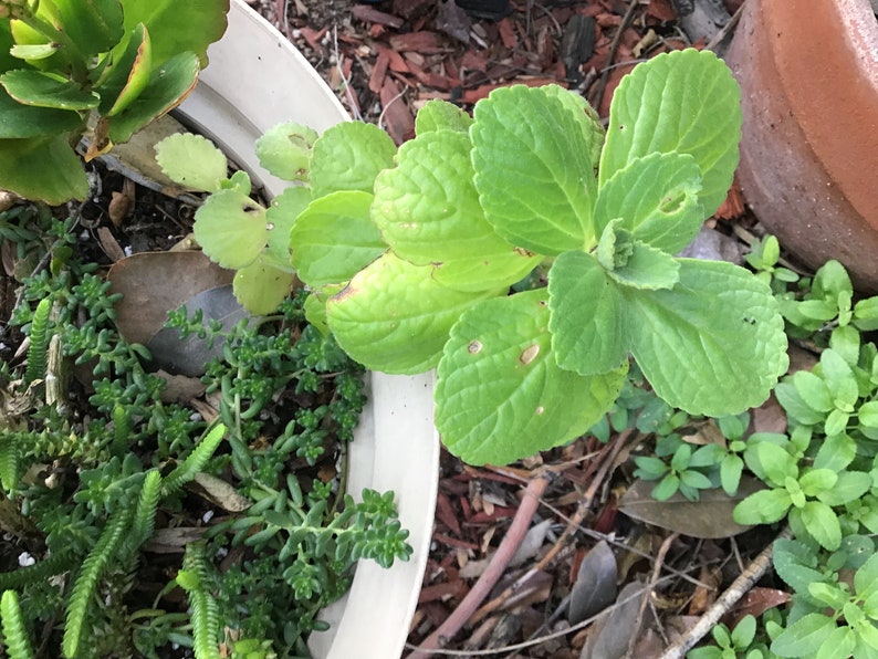 Scaredy Cat Plant, Coleus Caninus, Plectranthus Caninus image 7