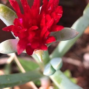 May include: A close-up of a red flower with green stems. The flower is in bloom and has many petals.