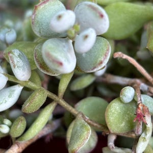 Cotyledon Pendens / Cliff Cotyledon ROOTED plant or Cutting ( NO ROOTS )